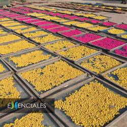 Conos de incienso - mix diferentes colores