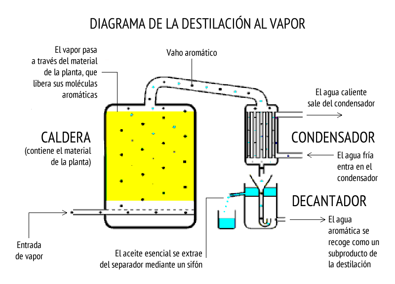 Cuál es la diferencia entre aceite esencial y esencia aromática